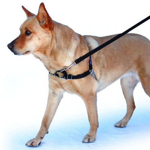 Adjustable Headcollar Dog Harness - 2 Colors